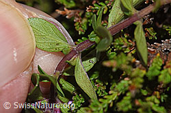 Arznei-Thymian (Thymus pulegioides) (F289784)