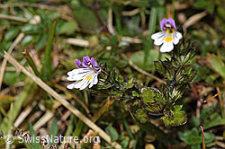 Euphrasia rostkoviana (F289786)