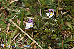 Euphrasia rostkoviana (F289788)