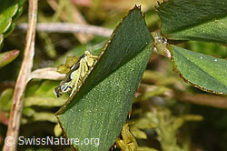 Foto: Triften-Blattzikade (Eupteryx notata)