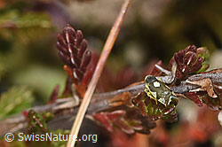 Foto: Triften-Blattzikade (Eupteryx notata)