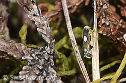 Foto: Triften-Blattzikade (Eupteryx notata)