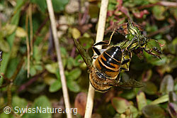 Eristalis tenax on Euphrasia rostkoviana (F289836)