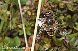 Eristalis tenax on Euphrasia rostkoviana (F289837)