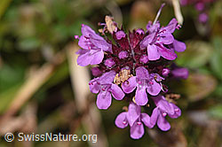 Arznei-Thymian (Thymus pulegioides) (F289838)