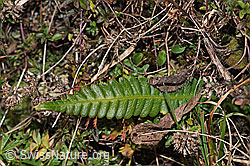F289842: Rippenfarn (Blechnum spicant)