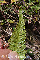 F289845: Rippenfarn (Blechnum spicant)