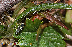 Foto: Triften-Blattzikade (Eupteryx notata)