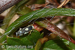Foto: Triften-Blattzikade (Eupteryx notata)