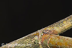 F290369: Blattfloh der Gattung Cacopsylla