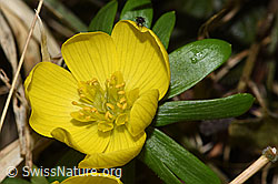 F290406: Winterling (Eranthis hyemalis)