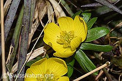F290407: Winterling (Eranthis hyemalis)