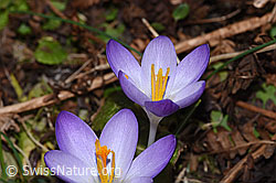 Crocus albiflorus (F290416)