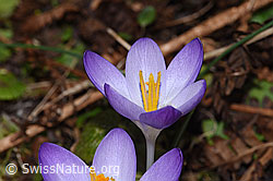 Crocus albiflorus (F290418)