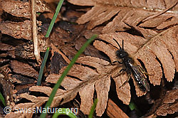 Zweifarbige Sandbiene (Andrena bicolor) (F290426) Zweifarbige Sandbiene (Andrena bicolor) (F290426)