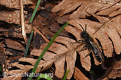 Zweifarbige Sandbiene (Andrena bicolor) (F290427) Zweifarbige Sandbiene (Andrena bicolor) (F290427)