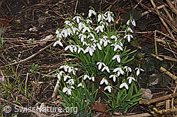 F290428: Schneeglöckchen (Galanthus nivalis)