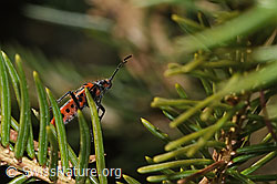 Zimtwanze (Corizus hyoscyami) (F290441)