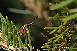 Zimtwanze (Corizus hyoscyami) (F290442)
