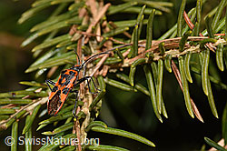 Zimtwanze (Corizus hyoscyami) (F290444)