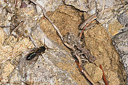Foto: Zweifarbige Sandbiene (Andrena bicolor)