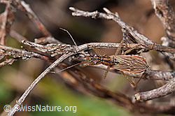 Rotbraune Sichelwanze (Nabis rugosus) (F290465)