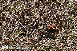 Kleiner Fuchs (Aglais urticae) (F290482) Kleiner Fuchs (Aglais urticae) (F290482)