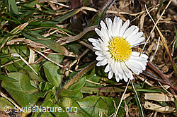 Gänseblümchen (Bellis perennis) (07.03.2025, F290488)