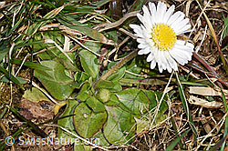 F290489: Gänseblümchen (Bellis perennis)