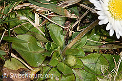 F290490: Gänseblümchen (Bellis perennis)