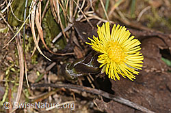Huflattich (Tussilago farfara) (F290493)