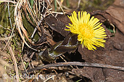 Huflattich (Tussilago farfara) (F290494)