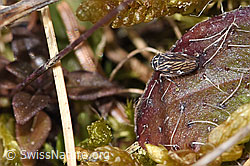 Anaceratagallia ribauti (F290501)