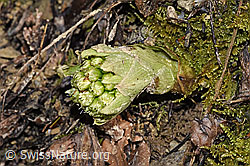 Weisse Pestwurz (Petasites albus) (F290522)