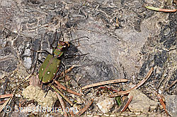 Feld-Sandlaufkäfer (Cicindela campestris) (F291261)