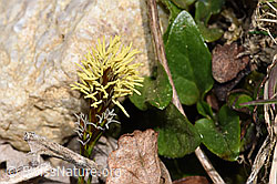 F291280: Frühlings-Segge (Carex caryophyllea)