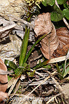 F291281: Frühlings-Segge (Carex caryophyllea)