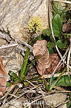 F291282: Frühlings-Segge (Carex caryophyllea)
