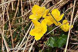 Sumpf-Dotterblume (Caltha palustris) (04.04.2025, F291284)