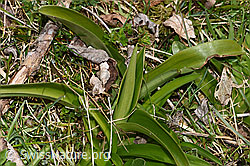 F291302: Männliches Knabenkraut (Orchis mascula)