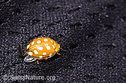 F291307: Sechzehnfleckiger Marienkäfer (Halyzia sedecimguttata)