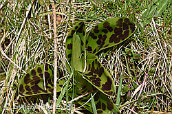 F291311: Männliches Knabenkraut (Orchis mascula)