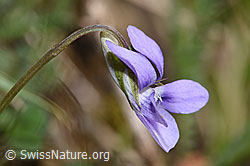 F291315: Hain-Veilchen (Viola riviniana)