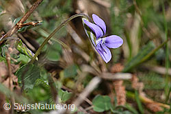 F291317: Hain-Veilchen (Viola riviniana)