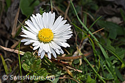 Gänseblümchen (Bellis perennis) (F291325)