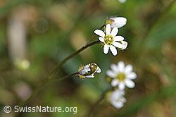 F291328: Frühlings-Hungerblümchen (Erophila verna)