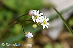 F291329: Frühlings-Hungerblümchen (Erophila verna)