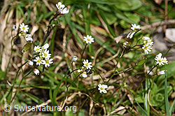 F291332: Frühlings-Hungerblümchen (Erophila verna)