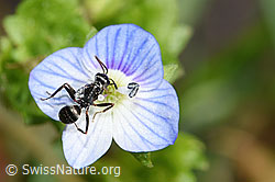 Grauschwarze Sklavenameise (Formica fusca) auf Grüne Hohlzunge (Coeloglossum viride)