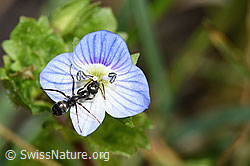 F291340: Grauschwarze Sklavenameise (Formica fusca) auf Persischer Ehrenpreis (Veronica persica)